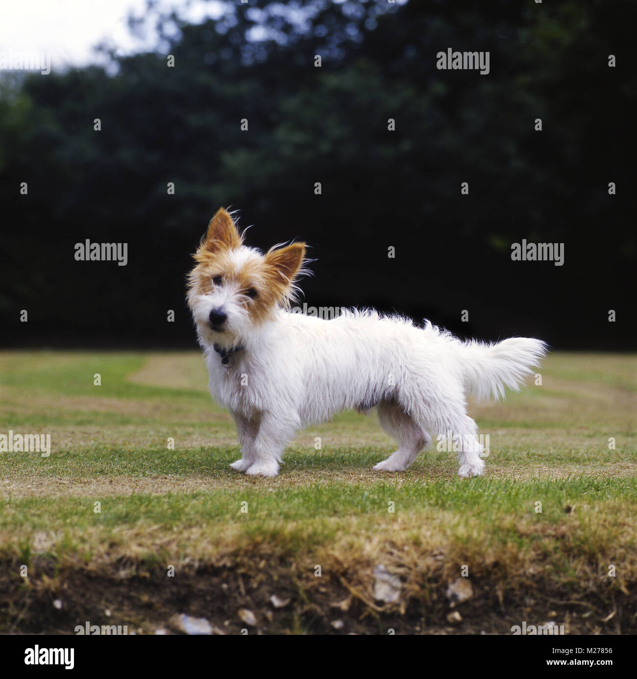 undocked rough coated jack russell terrier on short grass Stock Photo Alamy
