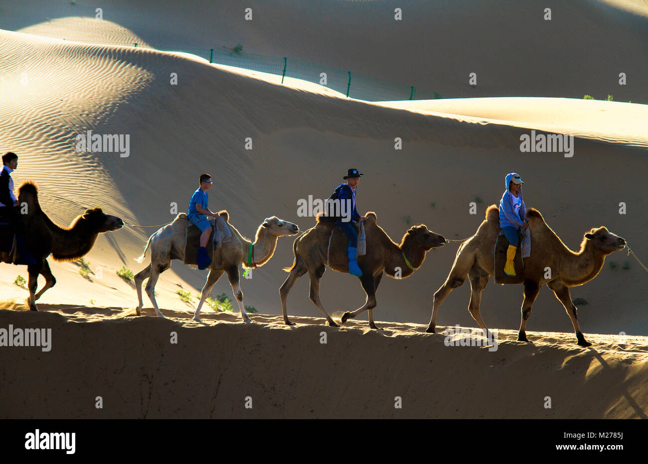 Tourists ride camels at a desert theme amusement park in the Gobi Desert of Inner Mongolia in China. Stock Photo