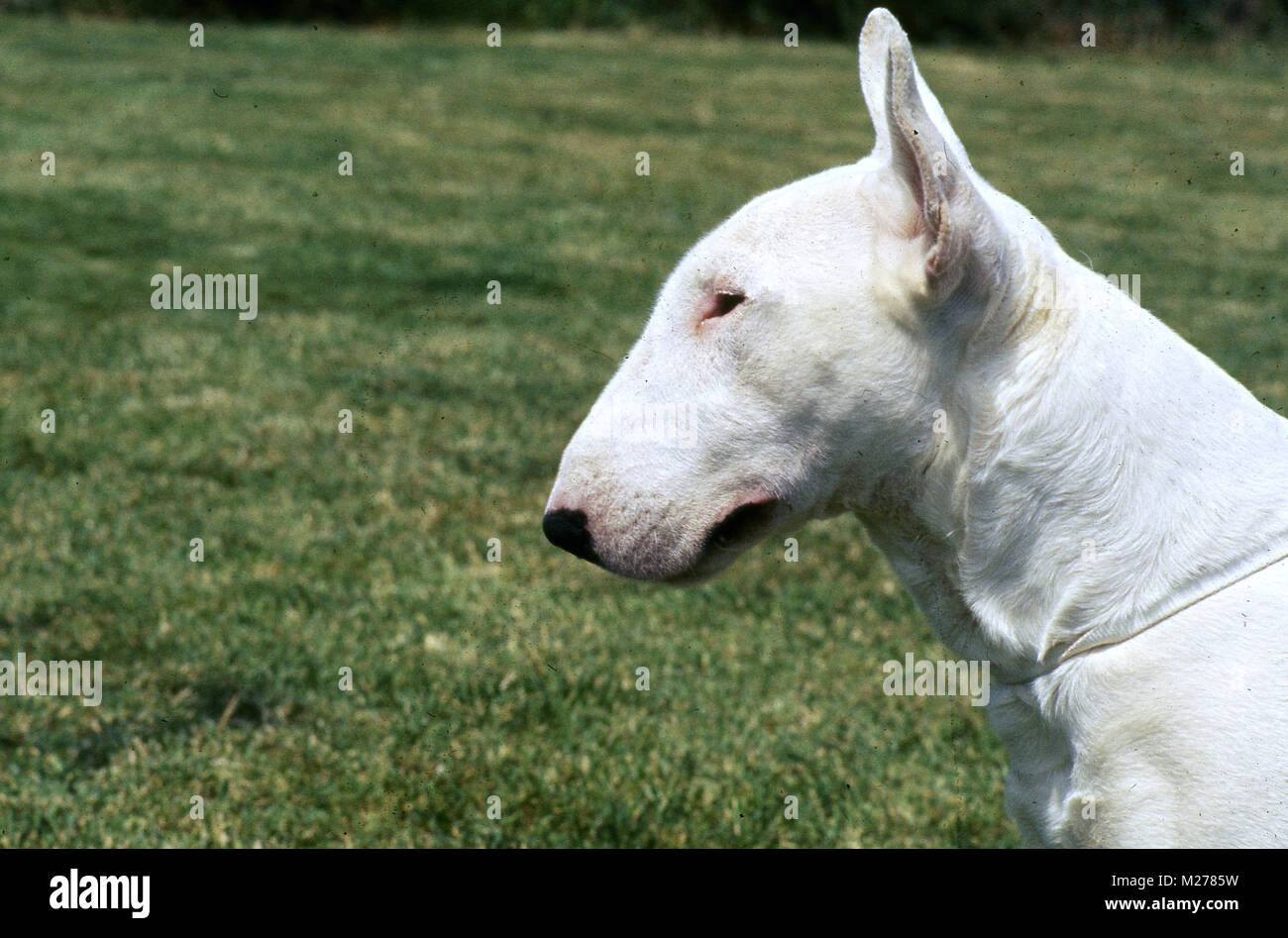 bull terrier head in profile Stock Photo - Alamy