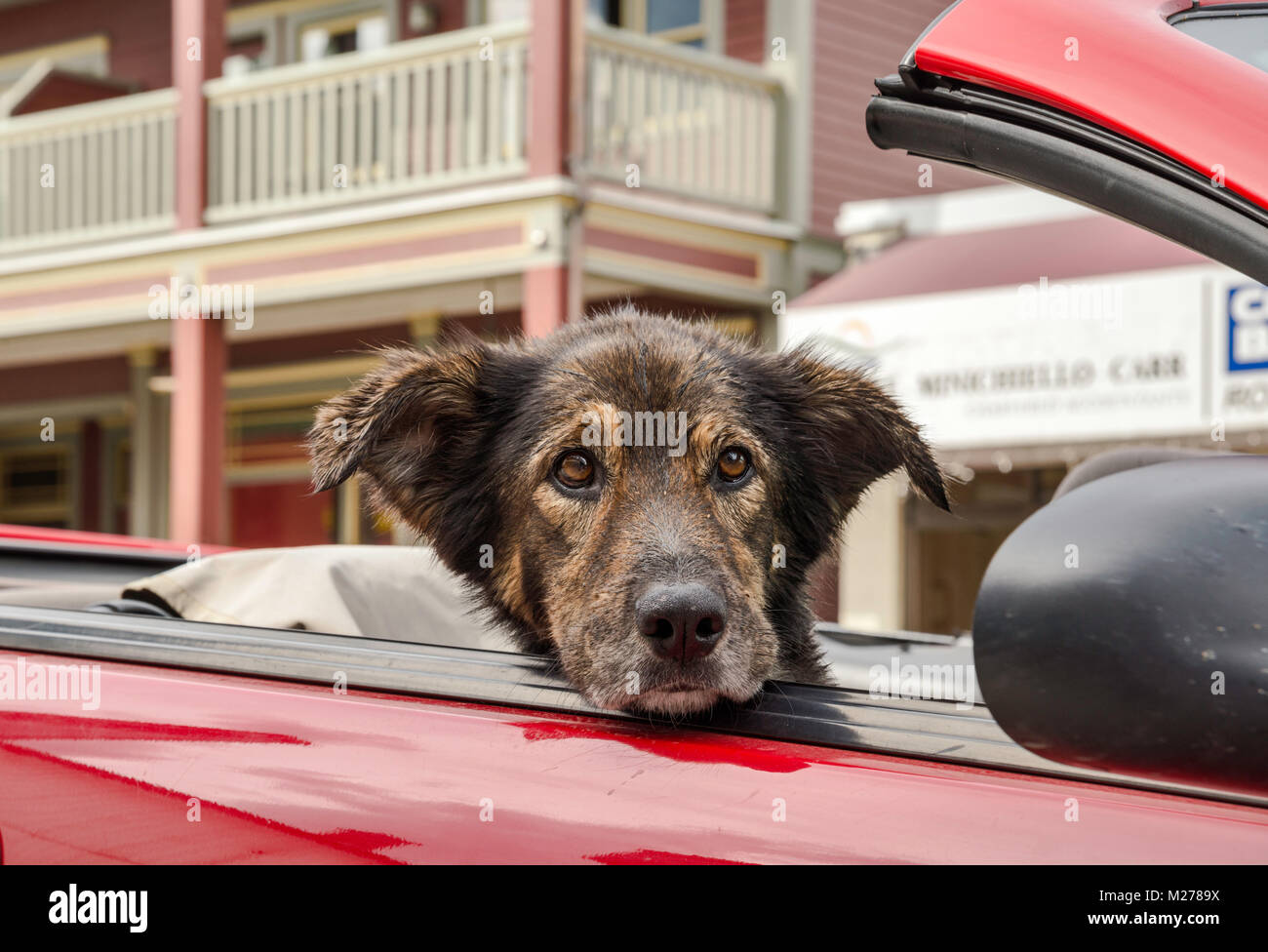Dog guarding a car hires stock photography and images Alamy