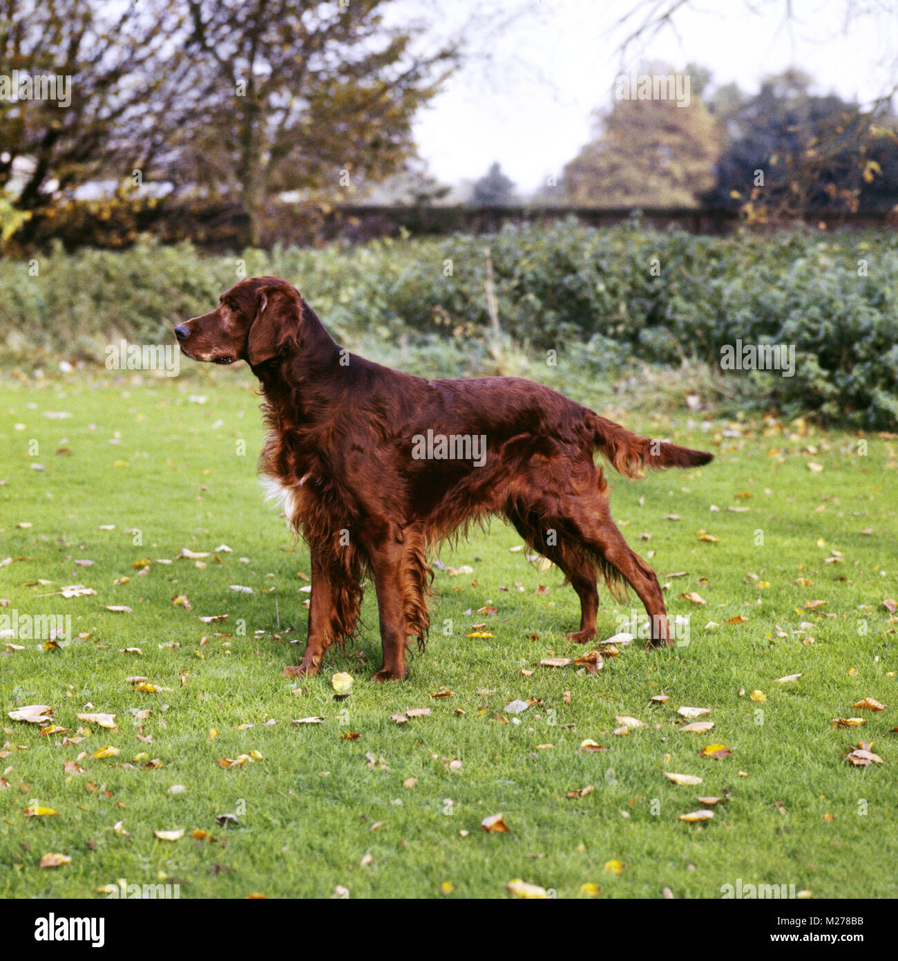 Page 2 - Irish Setter Dog Show High Resolution Stock Photography and Images  - Alamy