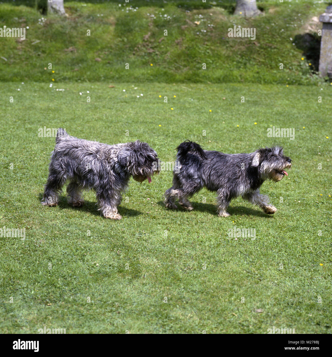 docked and undocked miniature schnauzers walking Stock Photo Alamy