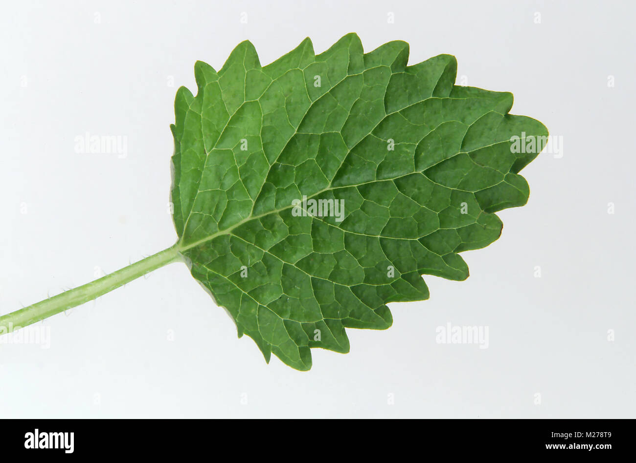 Single mint leaf. Stock Photo