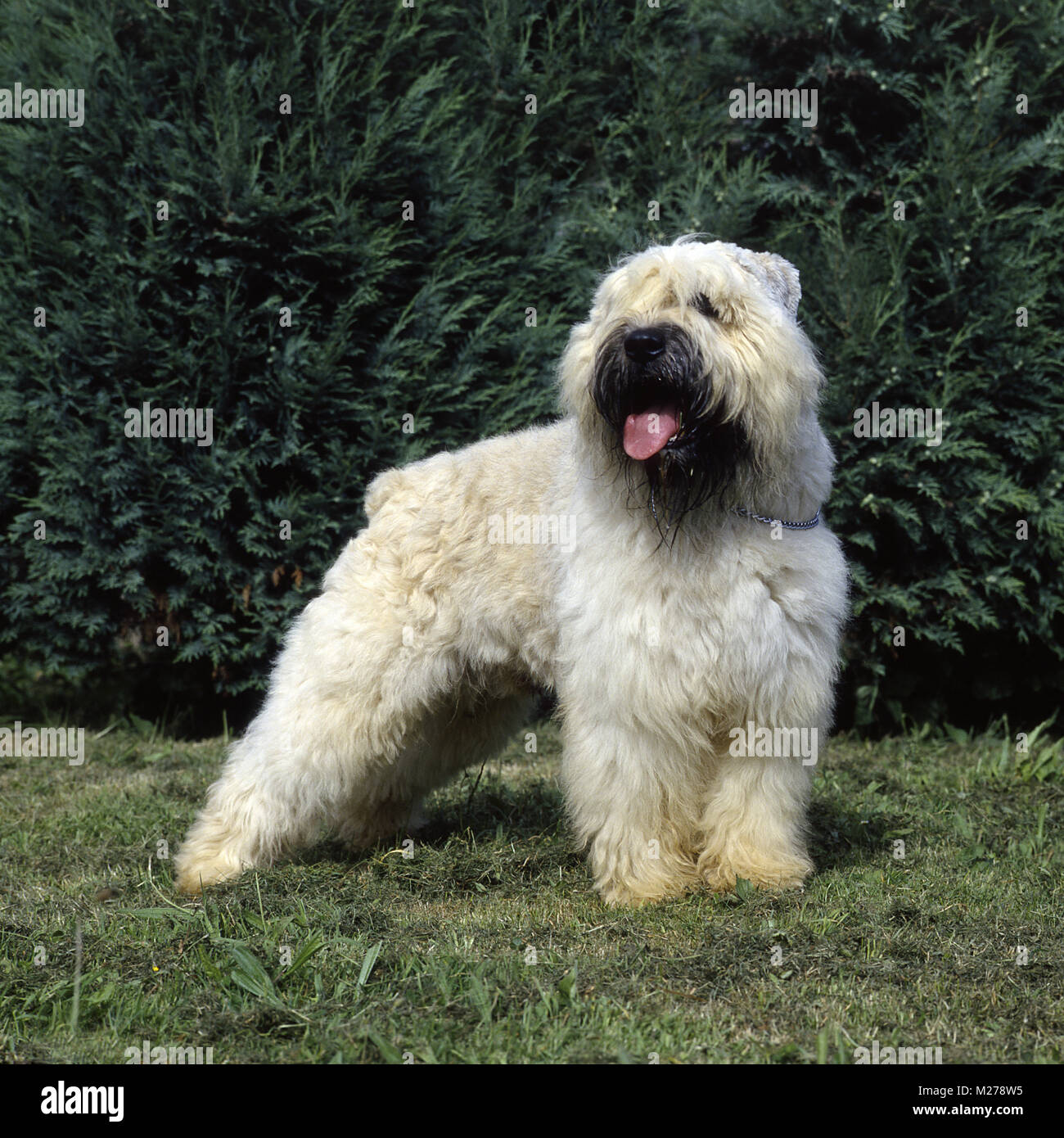 Fawn bouvier des flandres on grass Stock Photo