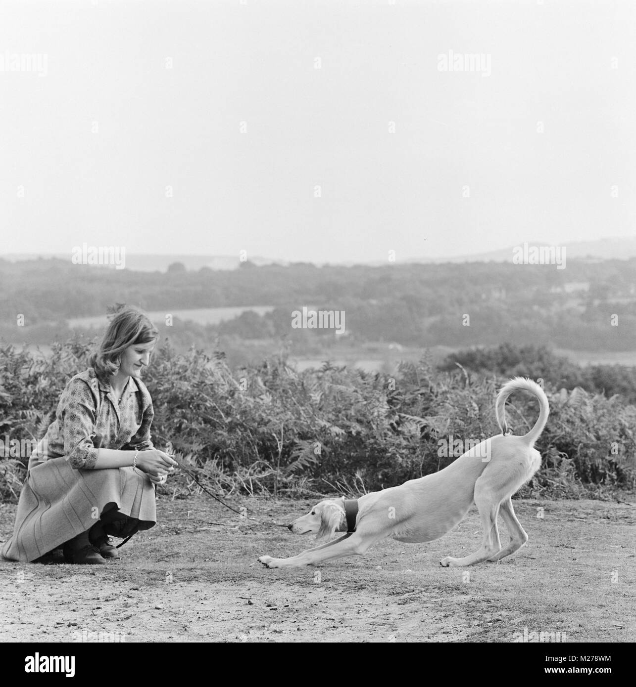 play bow, saluki with owner Stock Photo Alamy