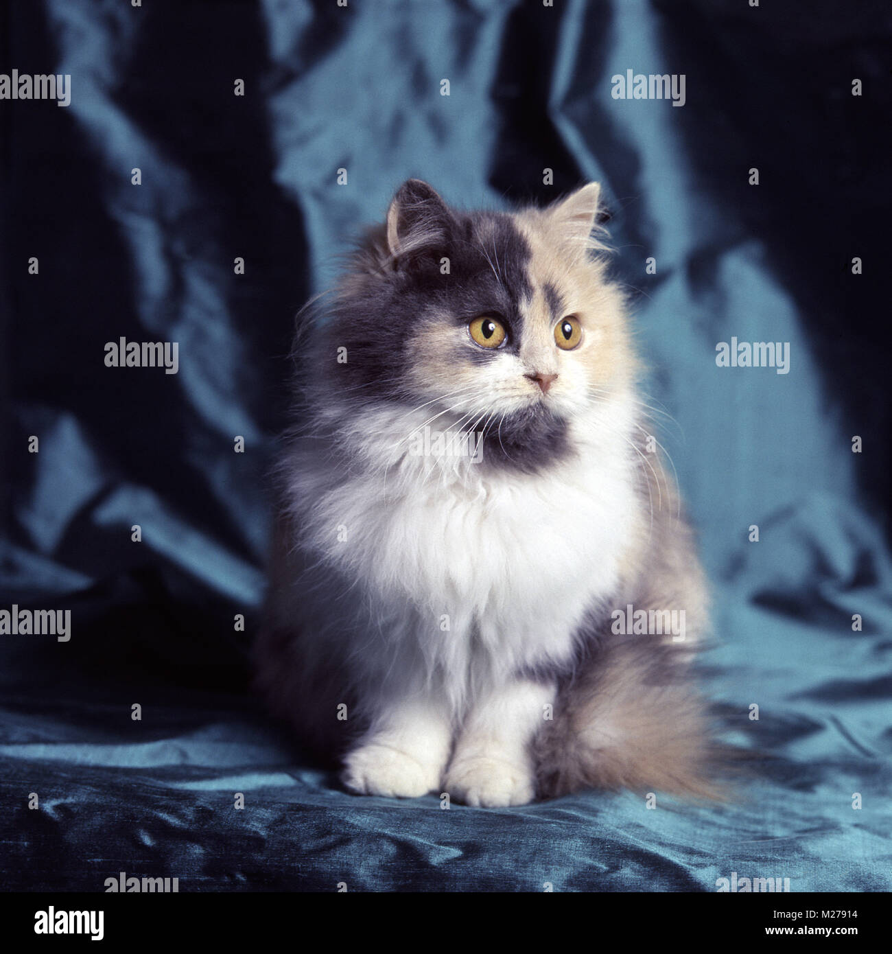 pathfinders blue bouquet, blue tortoiseshell and white/ blue, cream and white, long hair cat in studio Stock Photo