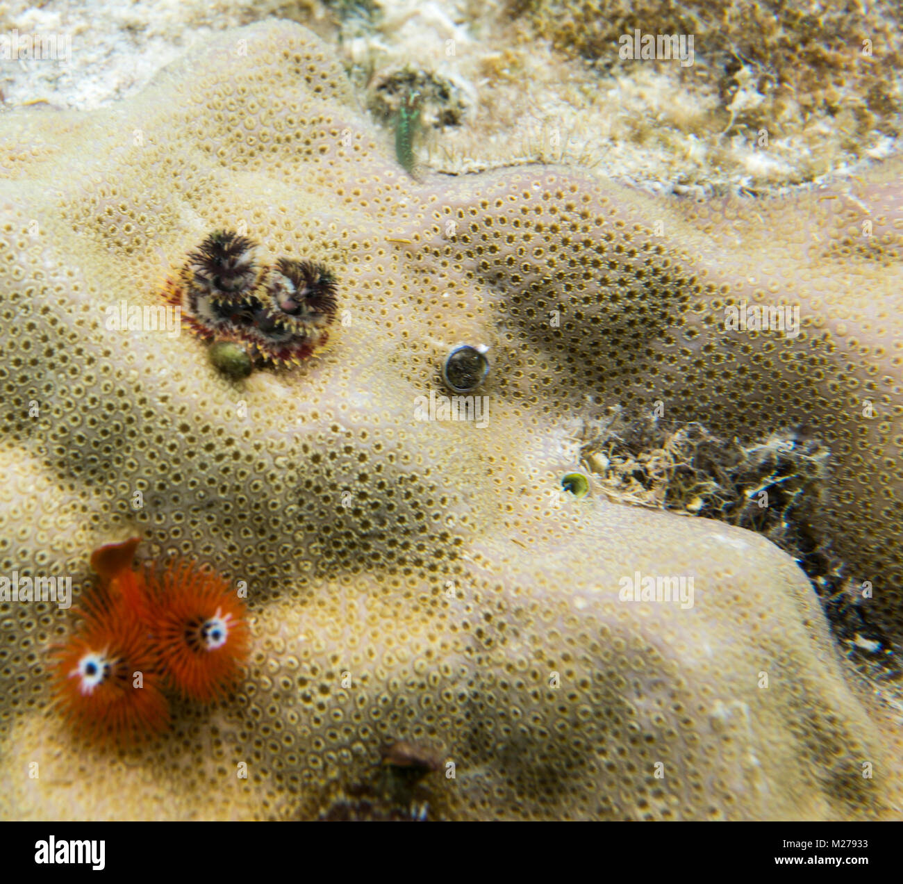 Christmas tree worms on a coral in Togian islands Stock Photo Alamy
