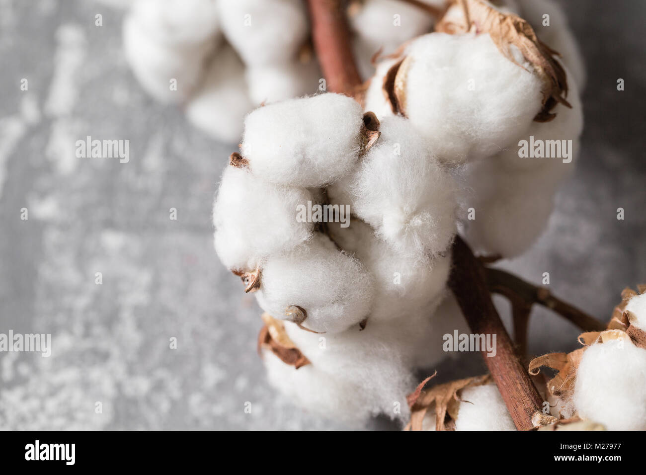 Dried Cotton Plant Flower On Old Grey Background Close Up Copy Space Stock Photo Alamy