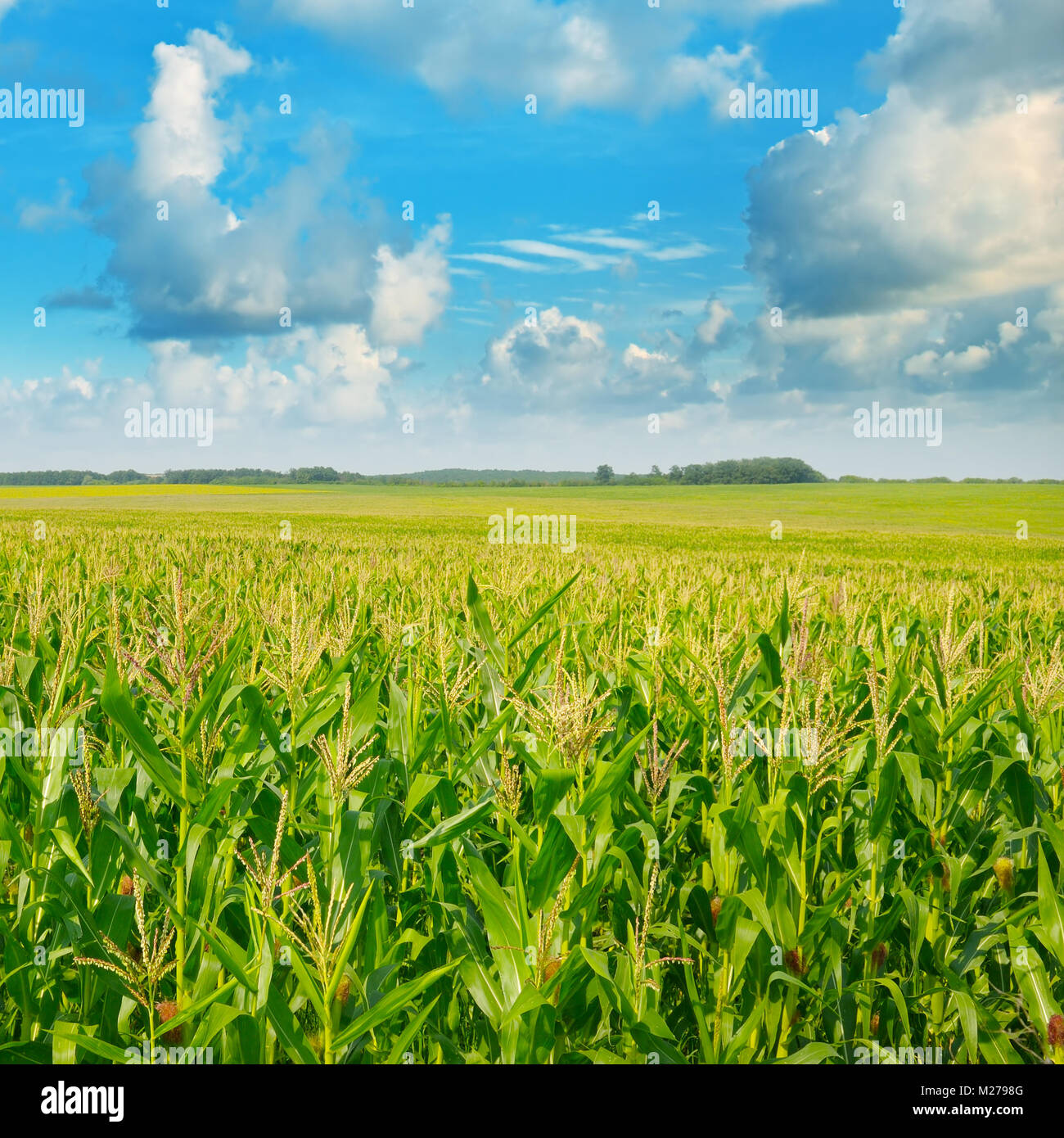 green corn field and blue sky Stock Photo - Alamy