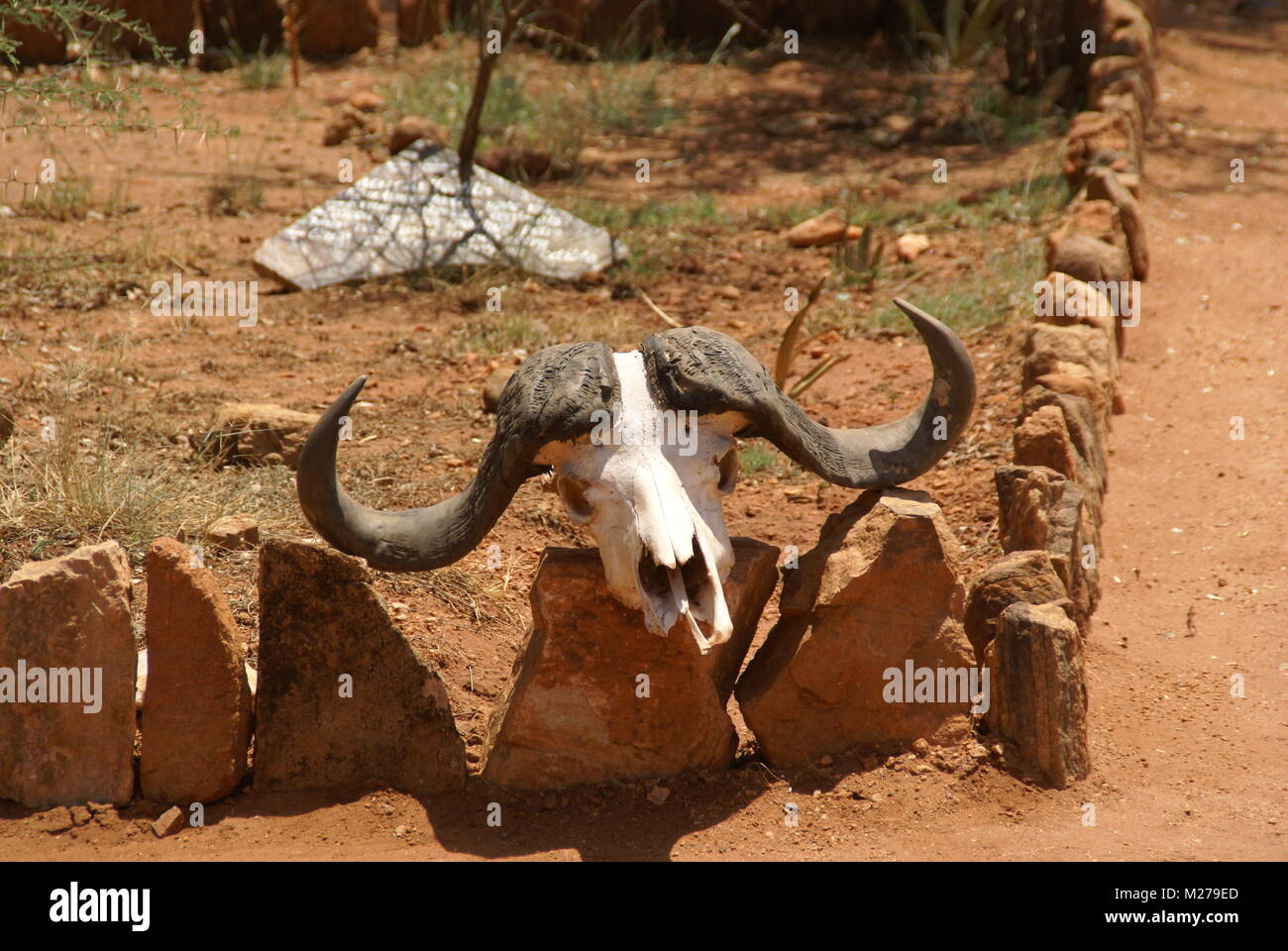 skull skeleton carcase carcass in kenya south africa safari Stock Photo