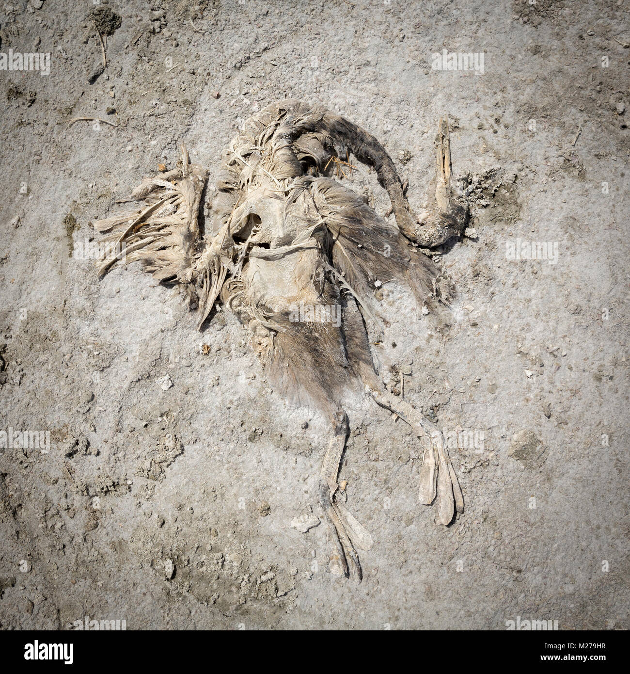 Dead Bird at the Salton Sea, California Stock Photo