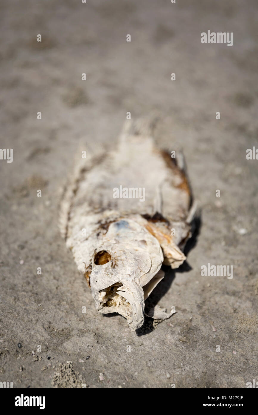 Dead Fish at the Salton Sea Stock Photo