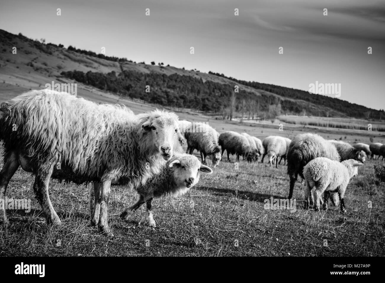 Black and White landscapes.. choose your way.. Stock Photo