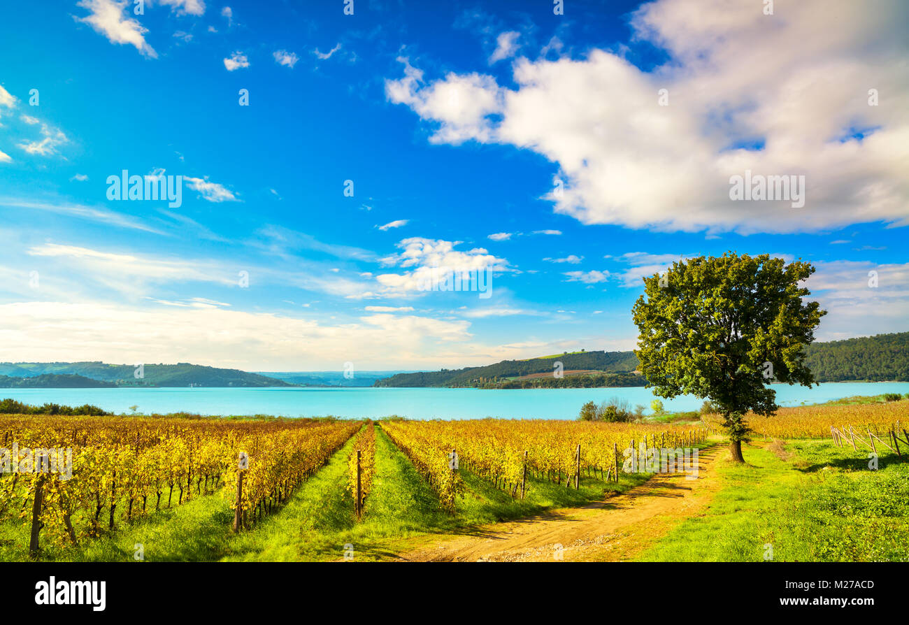 Vineyard and tree on Corbara Lake, Orvieto, Umbria Italy Europe Stock Photo
