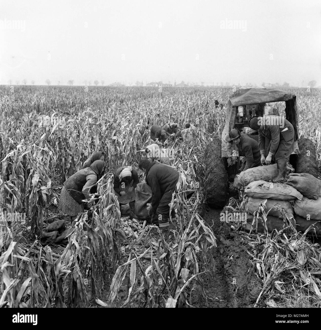 Harvesting corn Black and White Stock Photos & Images Alamy