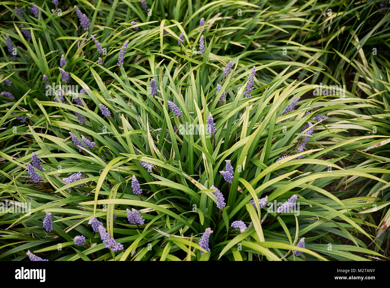 Liriope Muscari Hi Res Stock Photography And Images Alamy