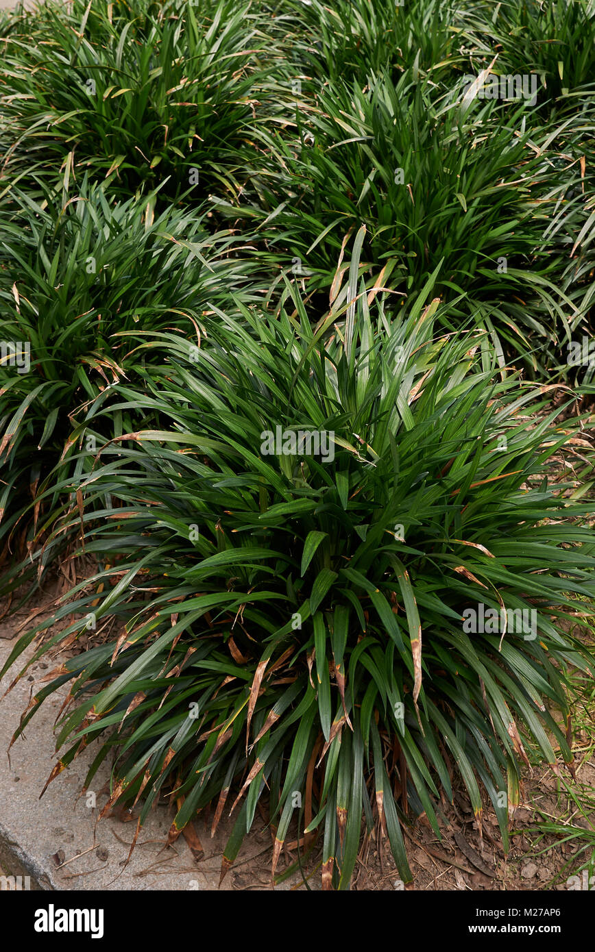 Liriope Muscari Big Blue Hi Res Stock Photography And Images Alamy