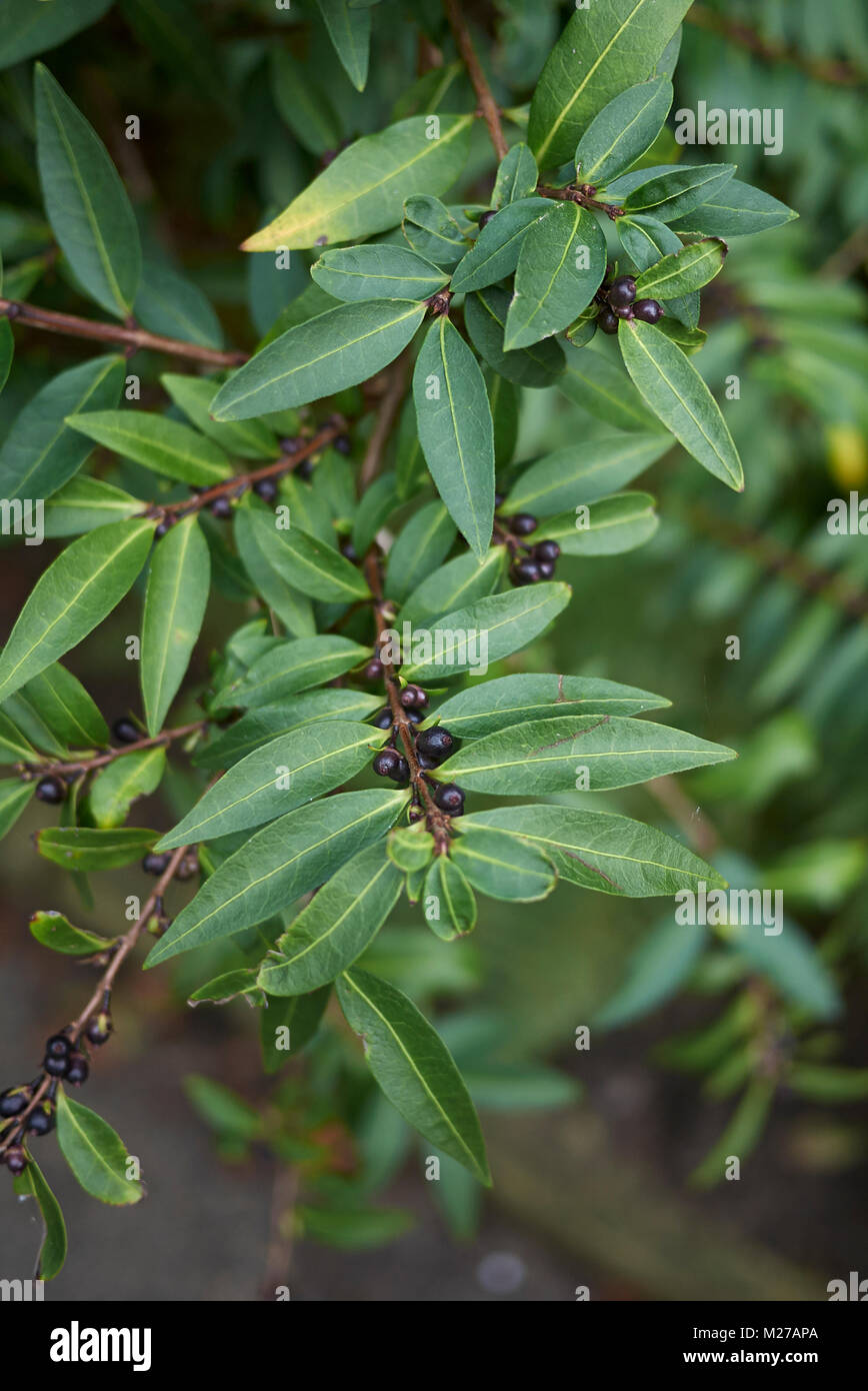 Lonicera pileata Stock Photo