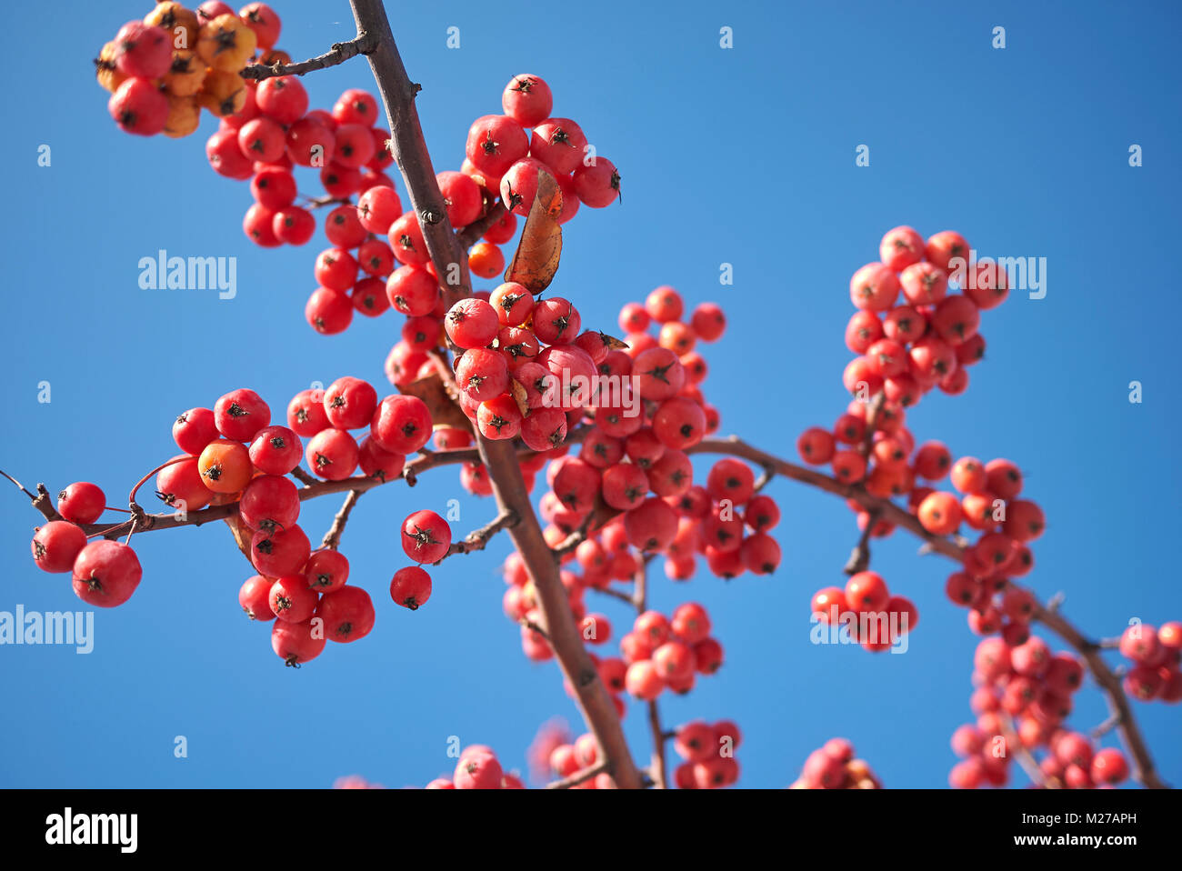crab apple tree Stock Photo Alamy
