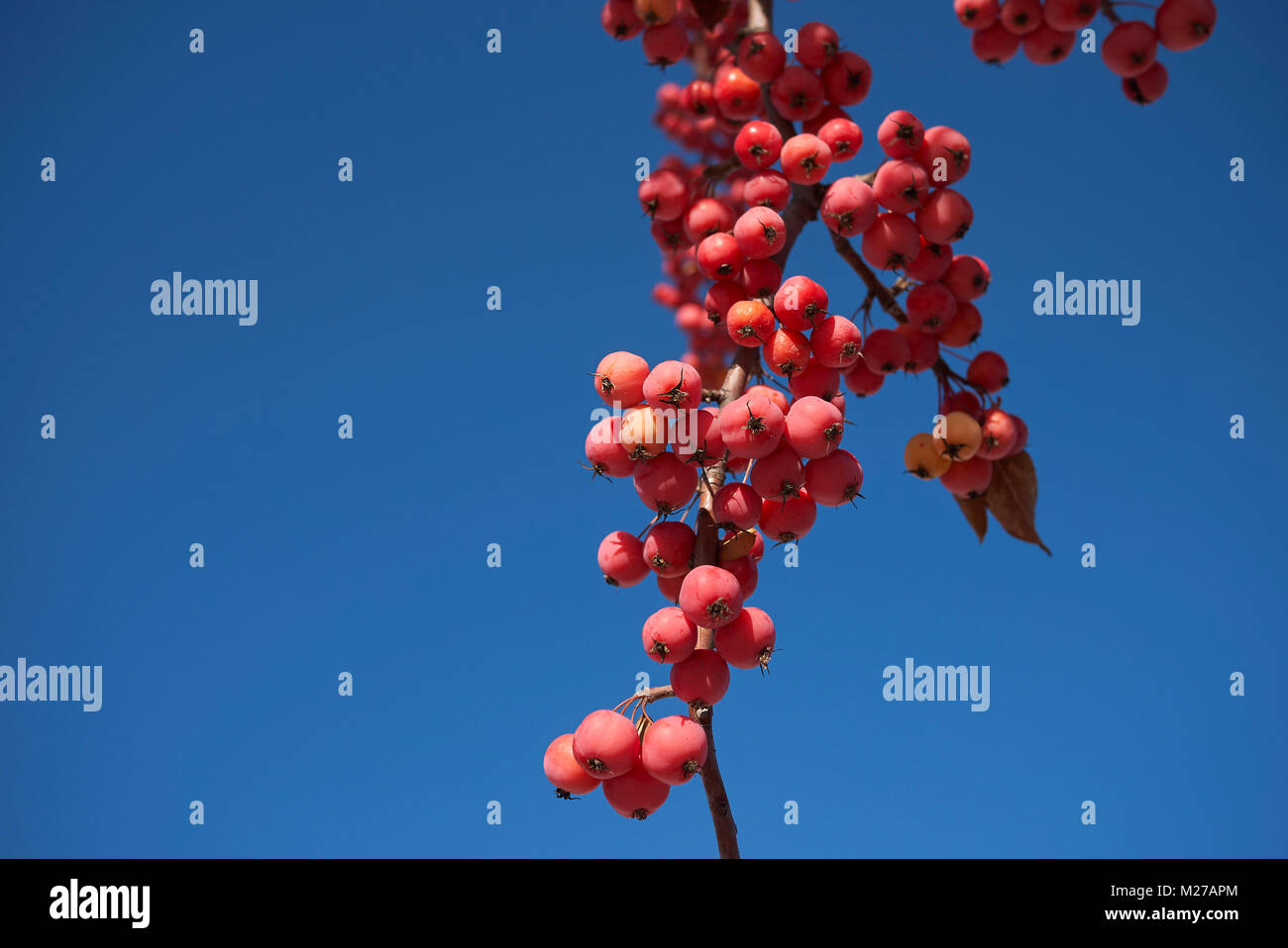 crab apple tree Stock Photo Alamy