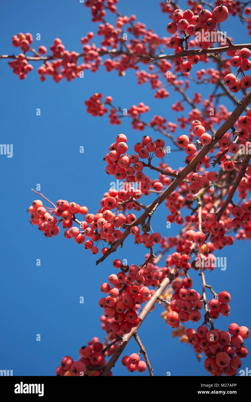 crab apple tree Stock Photo Alamy