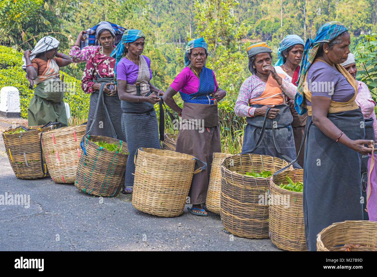 tea pluckers, Nuwara Eliya, Sri Lanka, Asia Stock Photo