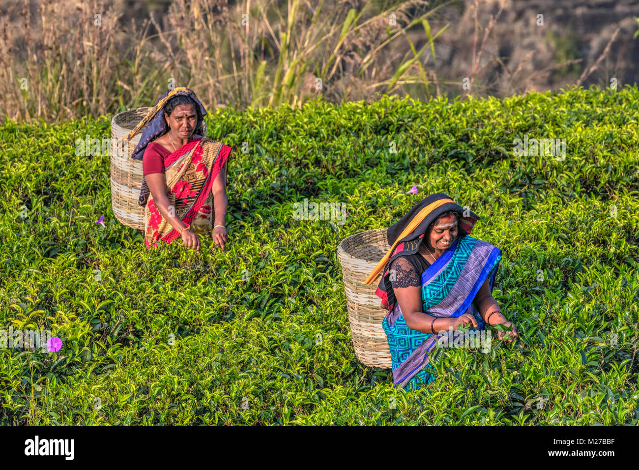 St Clair falls, tea pluckers, Nuwara Eliya, Sri Lanka, Asia Stock Photo