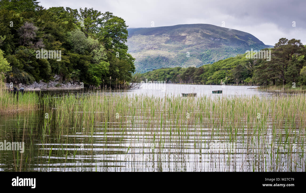 Rowing boats moored on lake with reeds and mountains, County Kerry, Ireland Stock Photo