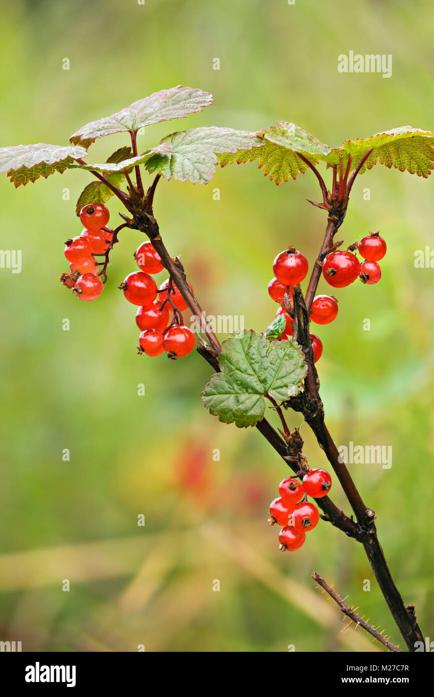 File:Alaska wild berries.jpg - Wikipedia