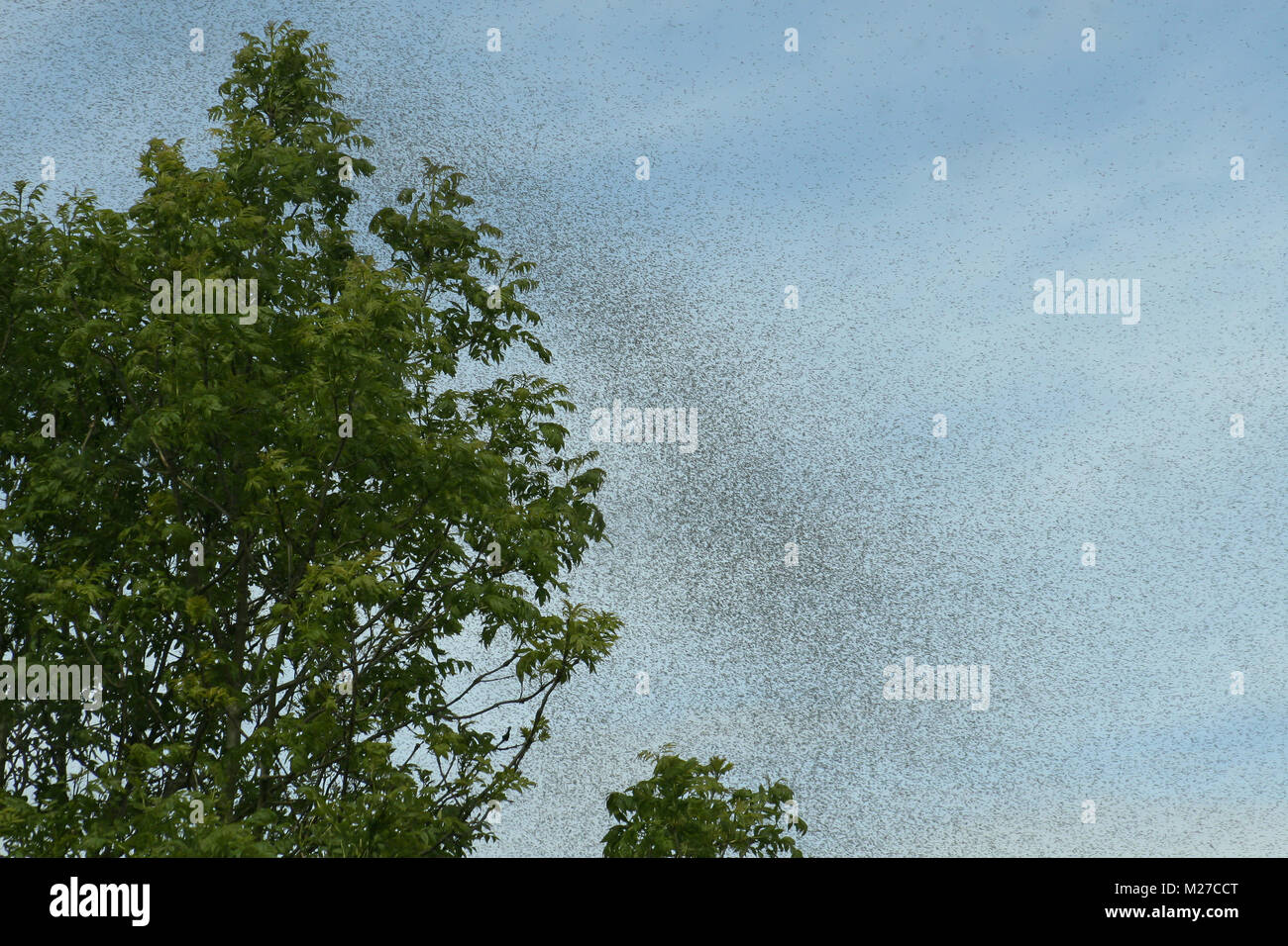 A hatch of mayflies in the sky. Stock Photo