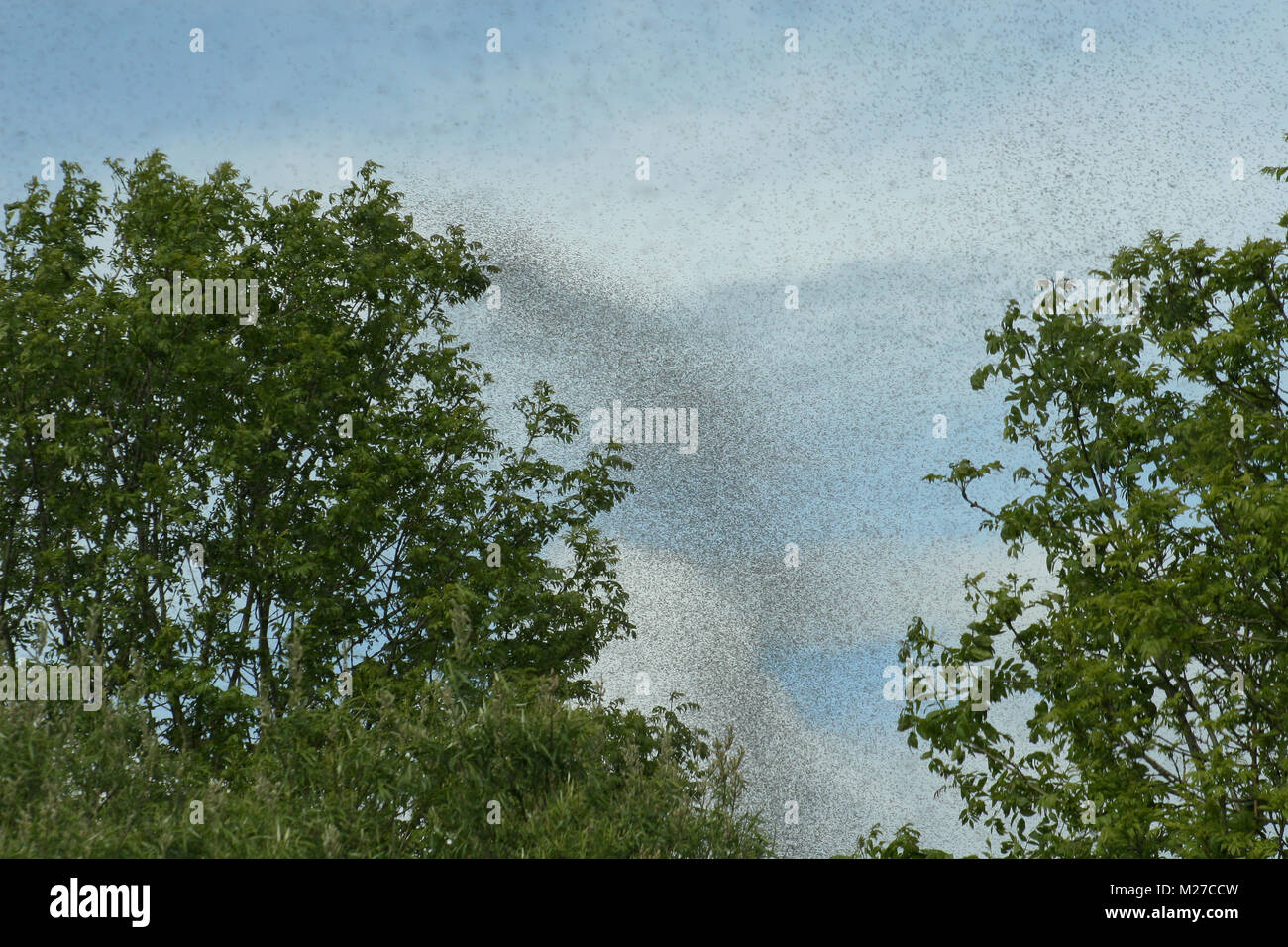 A hatch of mayflies in the sky. Stock Photo