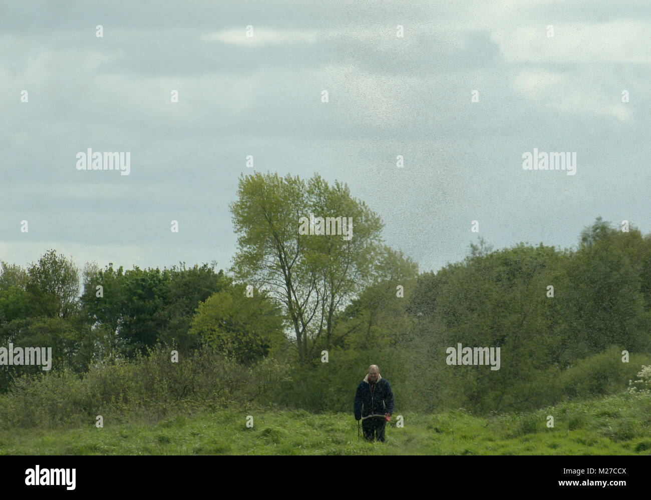 Man walking with dog surrounded by a hatch of mayflies. Stock Photo