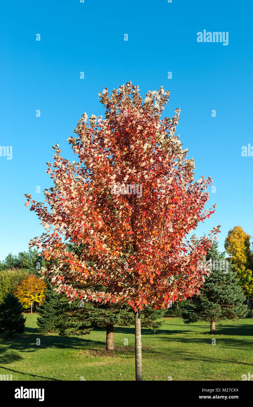 Sugar maple tree in autumn Stock Photo Alamy