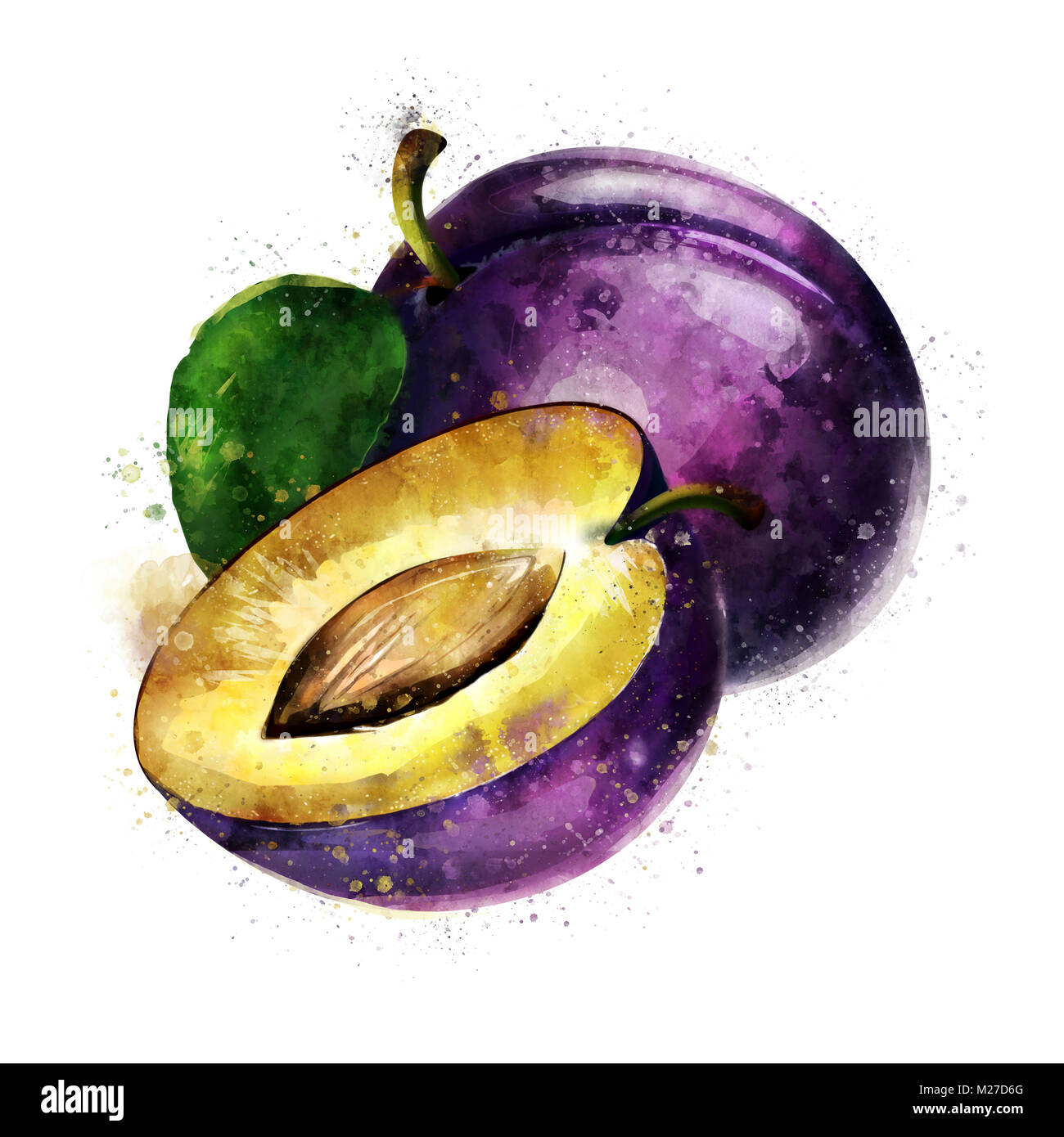 Plum drawing hires stock photography and images Alamy