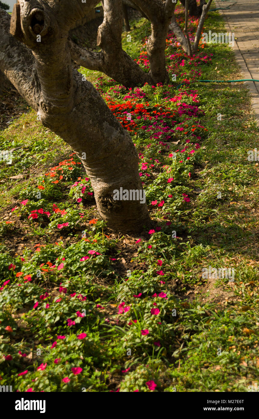 Colorful flowers in the garden Stock Photo - Alamy