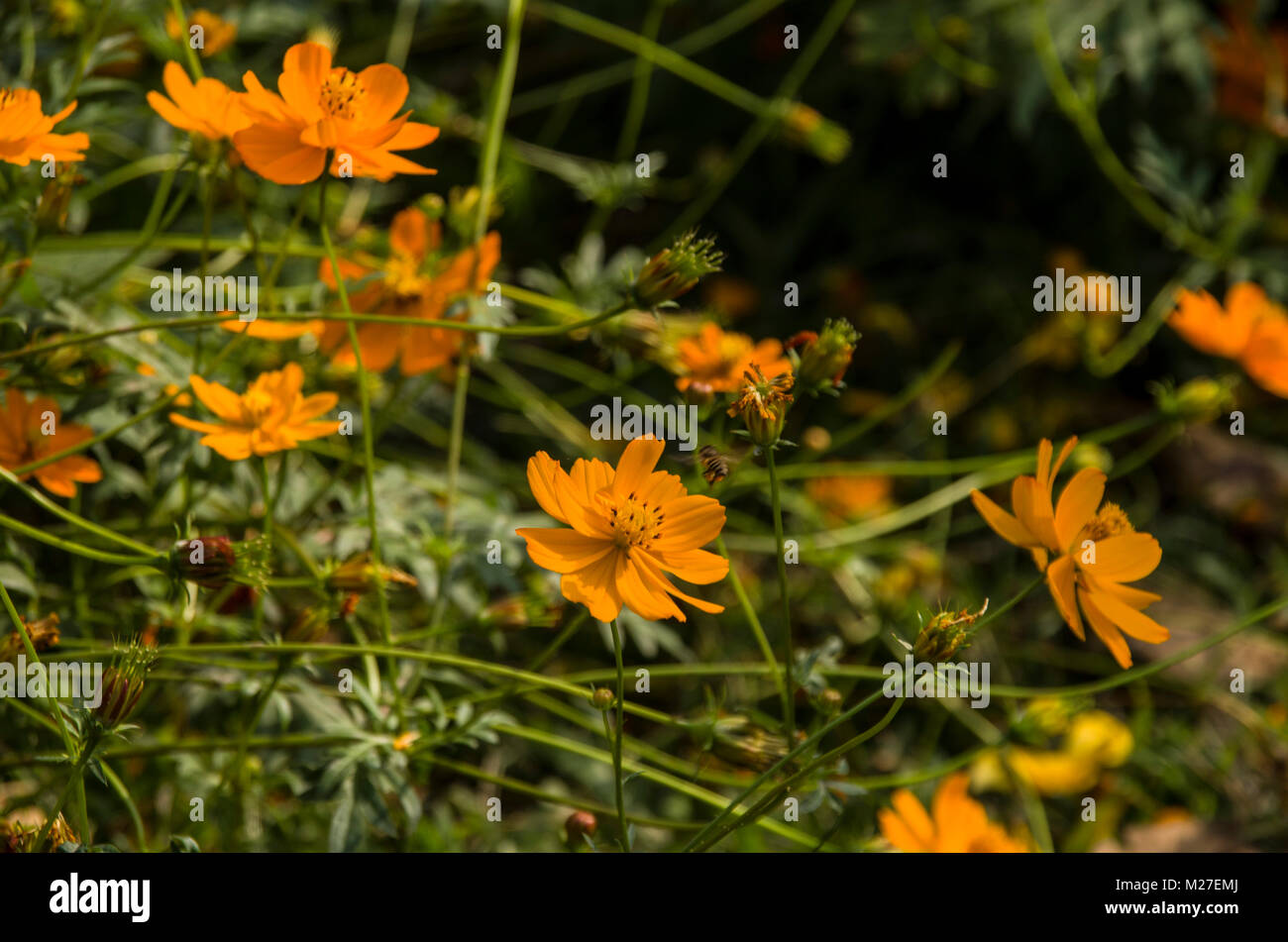 Spring background with beautiful yellow flowers Stock Photo - Alamy