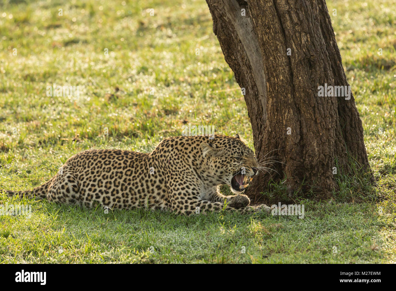a snarling leopard lies under a tree on the grasslands of the Maasai ...
