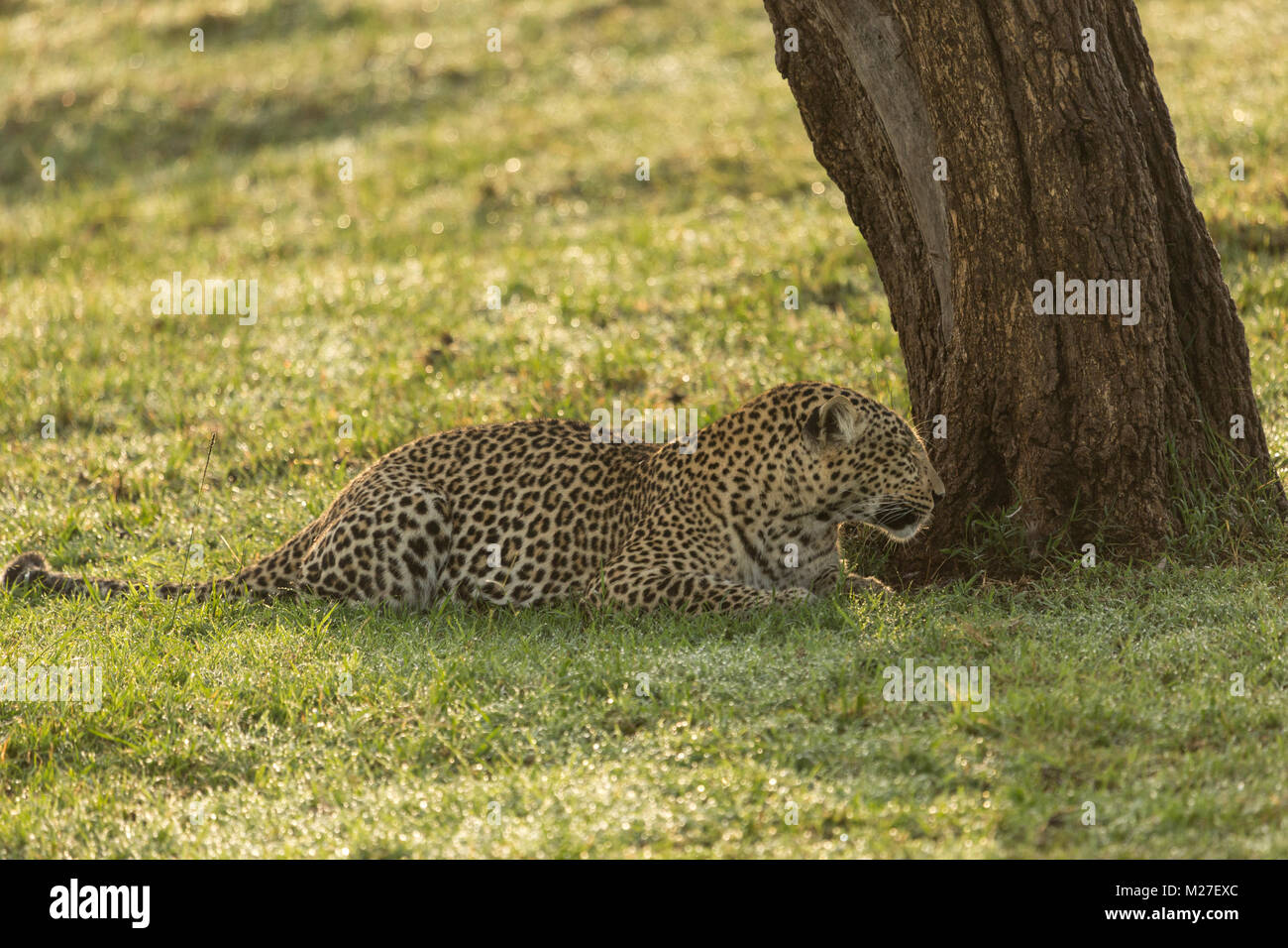 a snarling leopard lies under a tree on the grasslands of the Maasai ...
