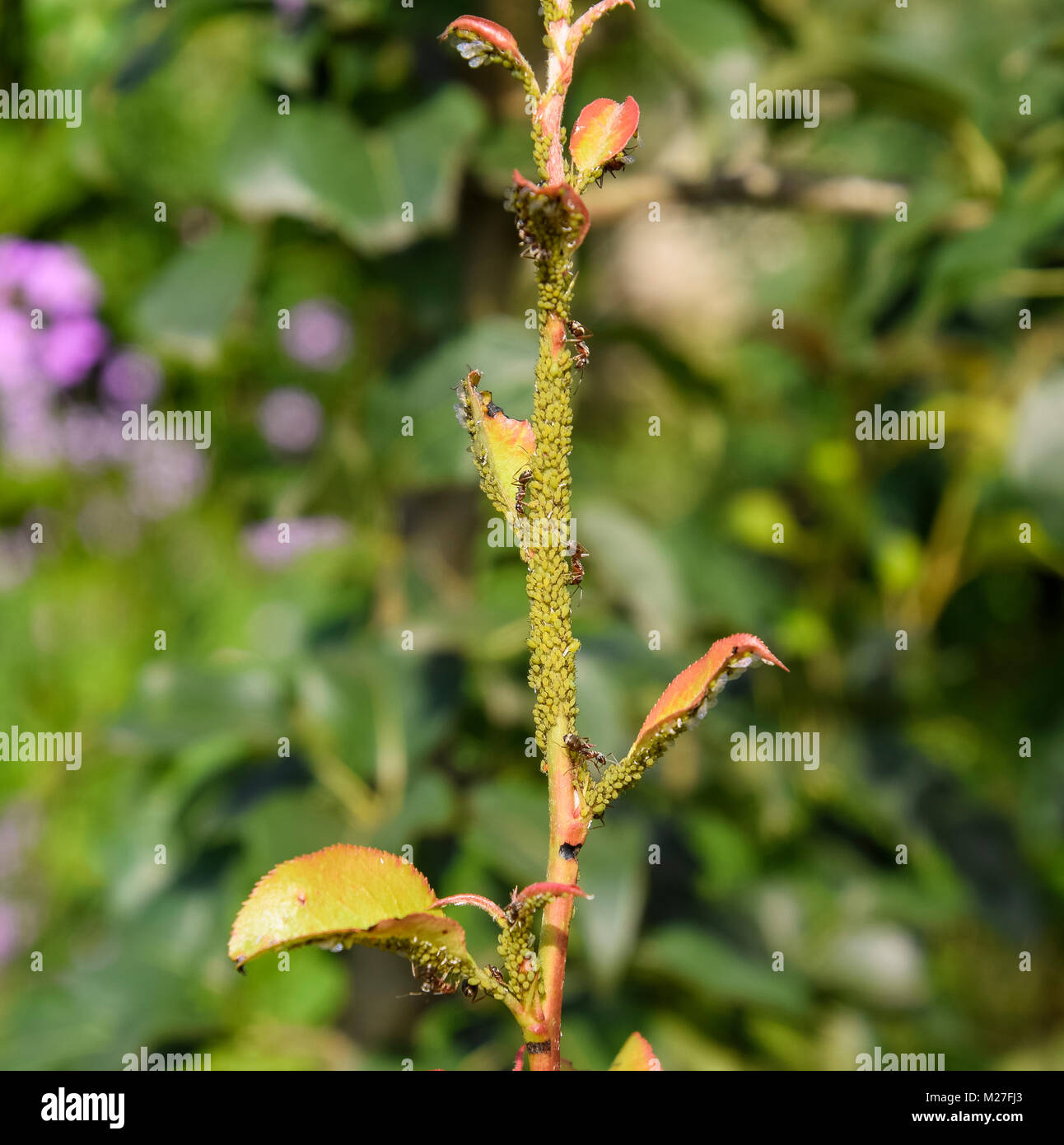 Ants graze a colony of aphids on young pear shoots. Pests of plant aphids Stock Photo