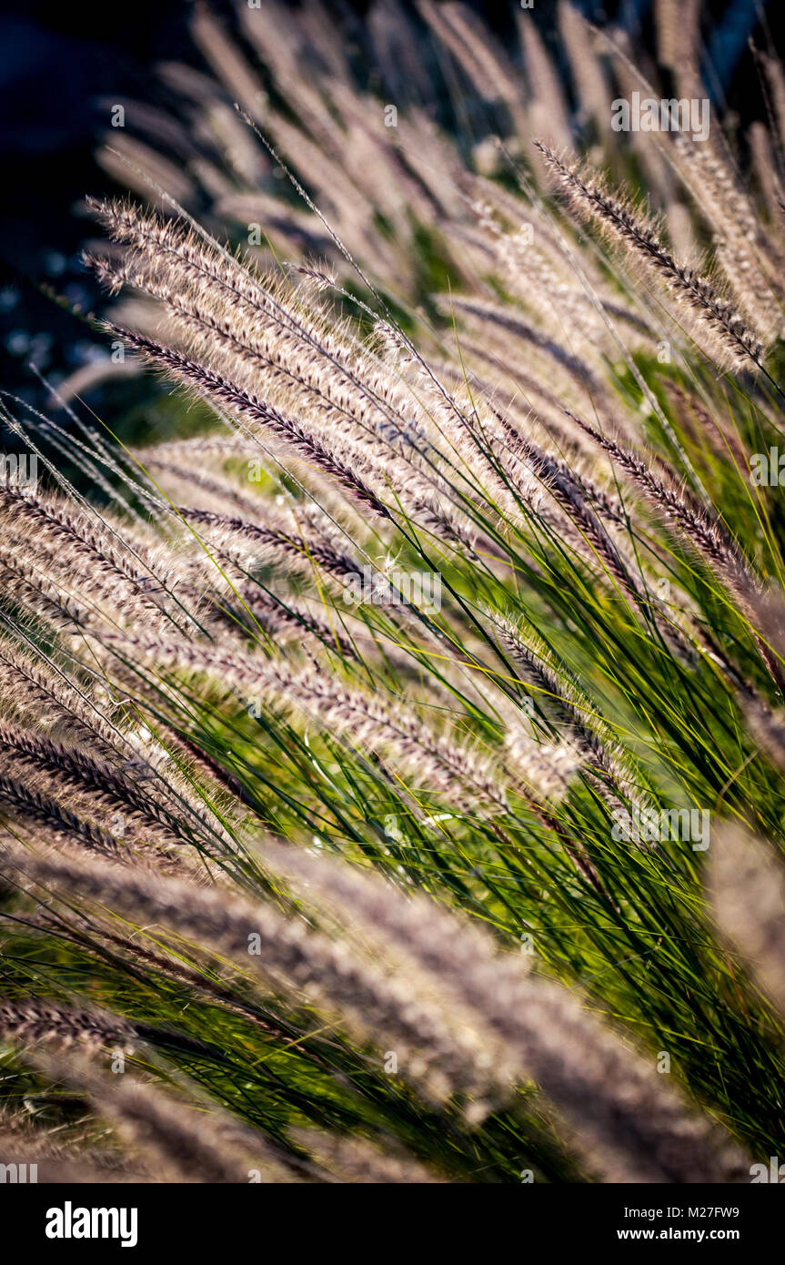 Pennisetum alopecuroides in sunlight - fountain grass Stock Photo