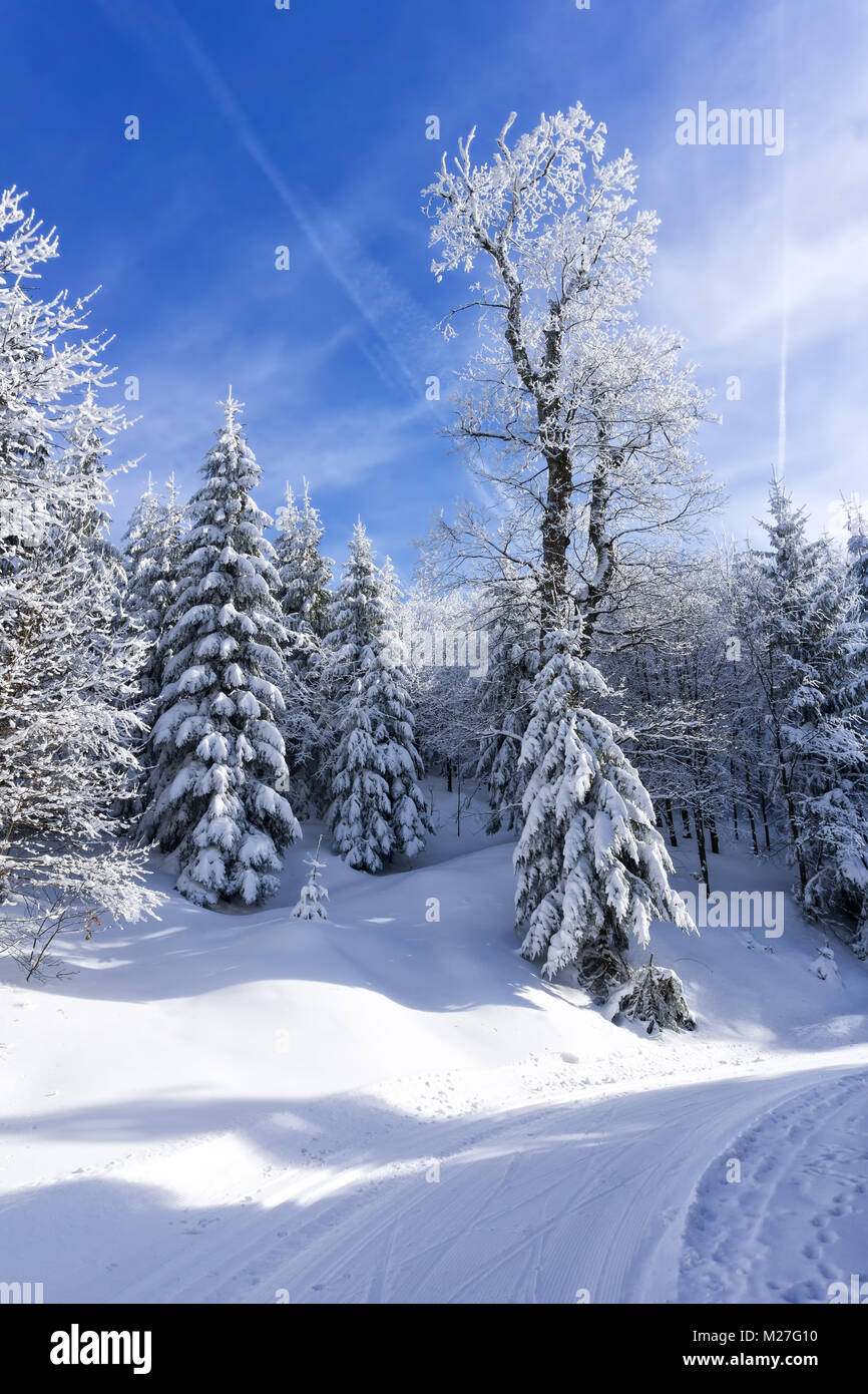Covered by the snow trees in the mountain forest. Blue sky in the background, sunny  winter day. Stock Photo