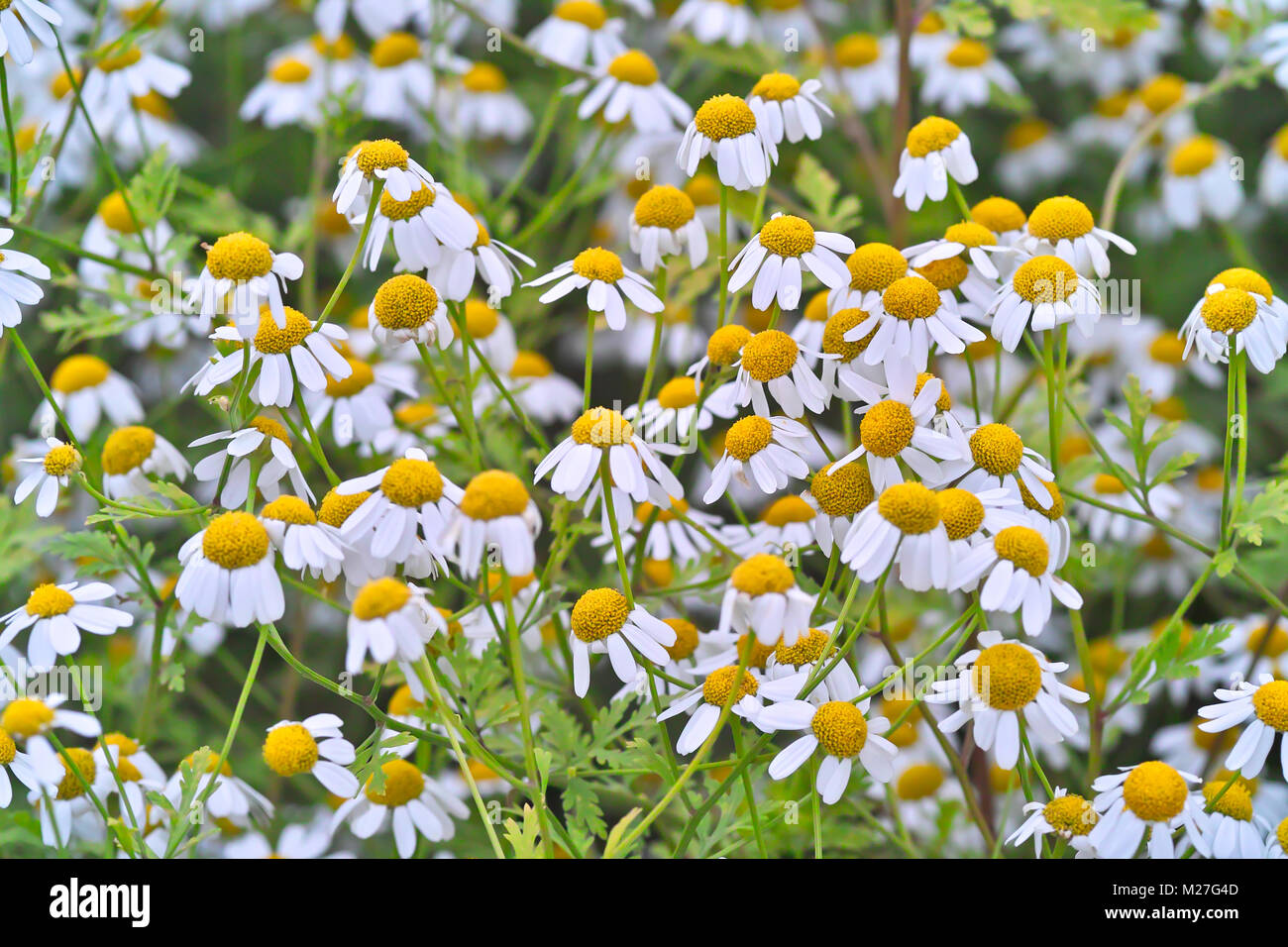 Many flowers of the medicinal herb feverfew in a bed Stock Photo