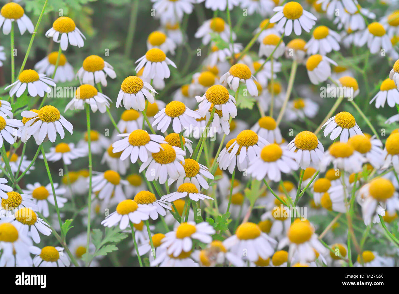 Many flowers of the medicinal herb feverfew in a bed Stock Photo