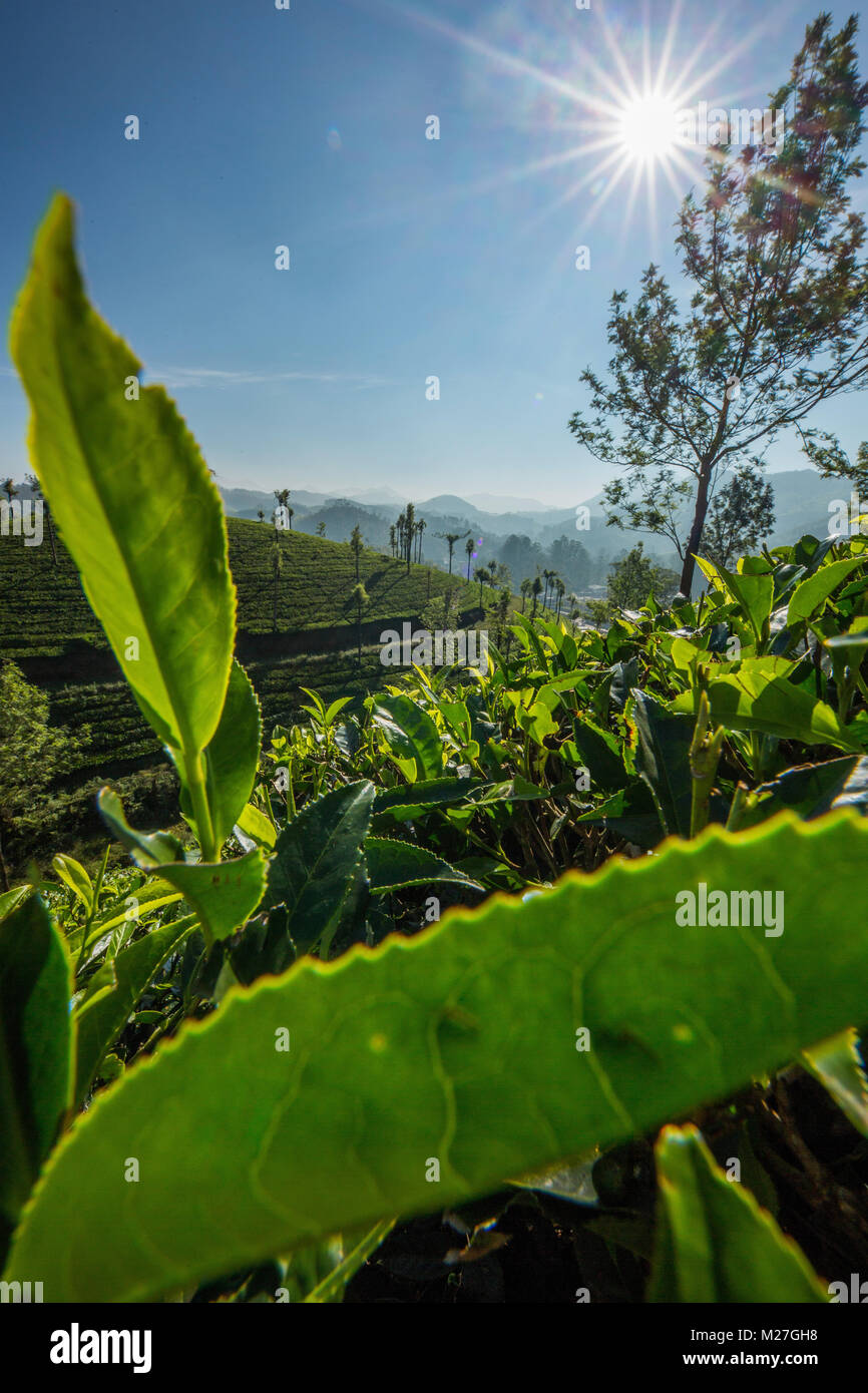 Teeplantage Fairtrade anbau, Bio Gesund aus der Natur Tee Stock Photo