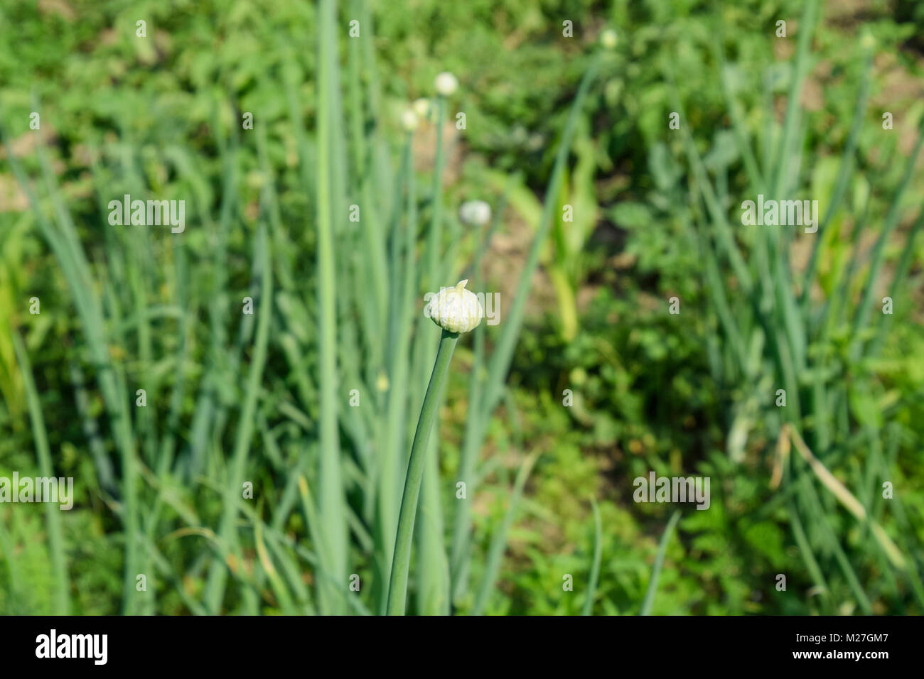 Flowering onions in the garden. Bud of onion Stock Photo Alamy