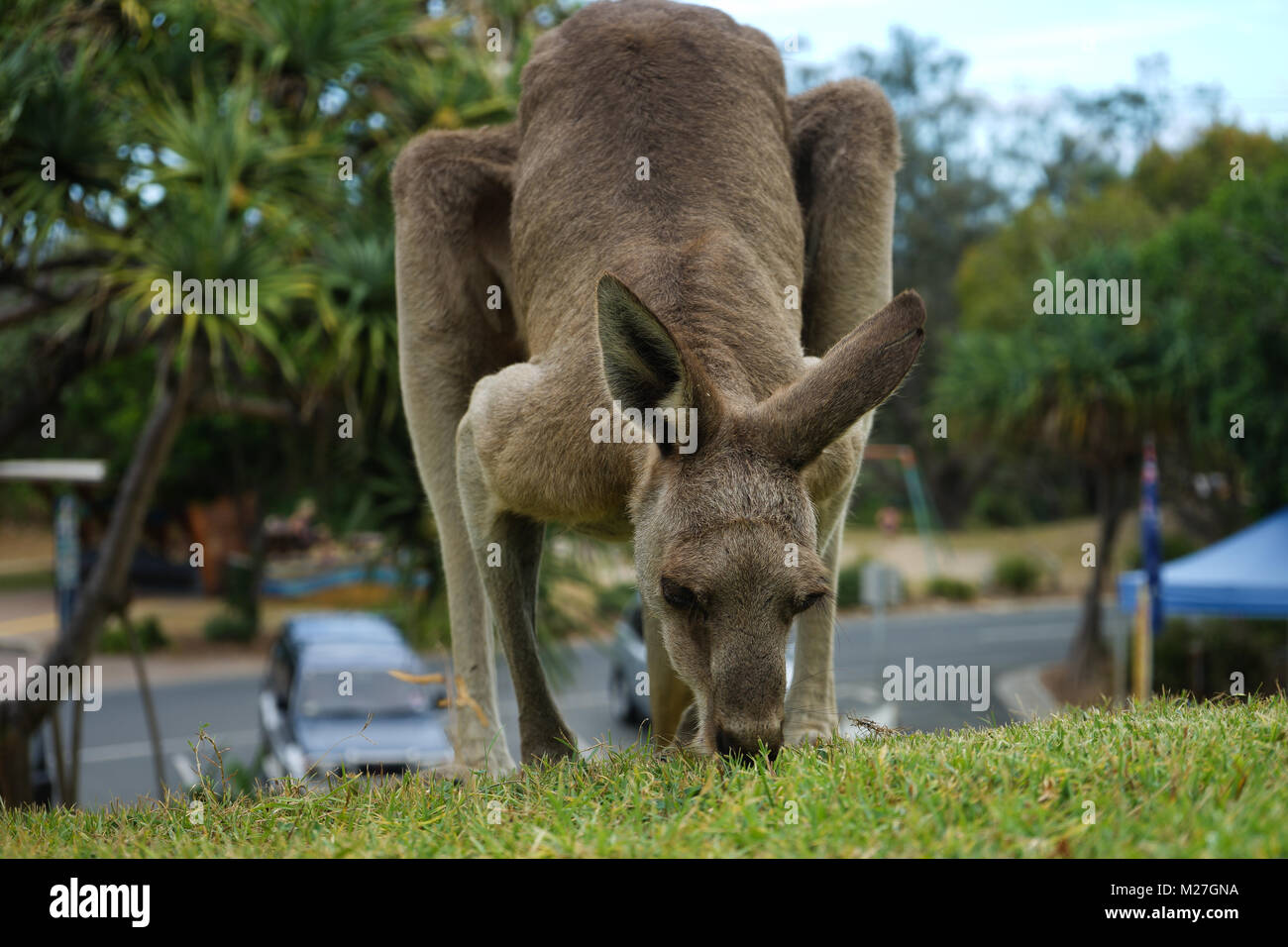 Wild Kangaroo at Stradbroke Island Stock Photo