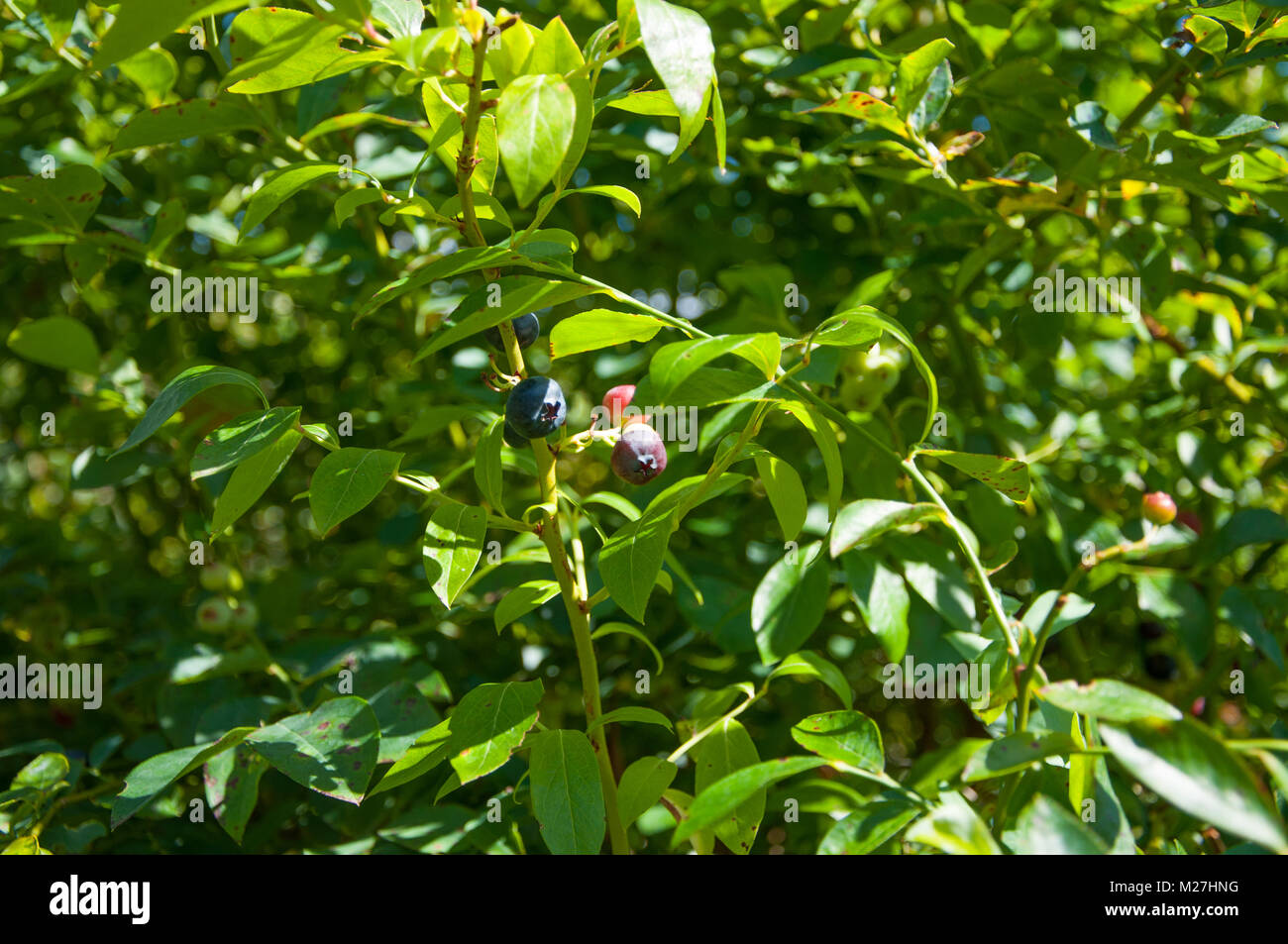 Blueberries On A Blueberry Bush Stock Photo Alamy