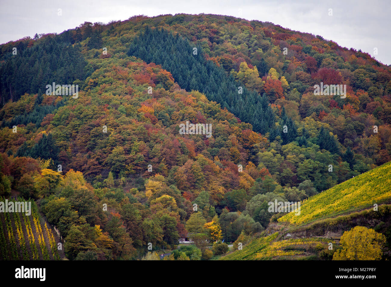 Autumn colours, mixed forest at fall, Neumagen-Dhron, Moselle river, Rhineland-Palatinate, Germany, Europe Stock Photo