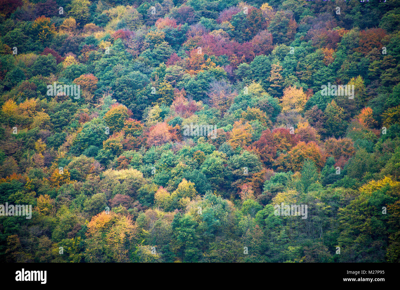 Autumn colours, mixed forest at fall, Neumagen-Dhron, Moselle river, Rhineland-Palatinate, Germany, Europe Stock Photo