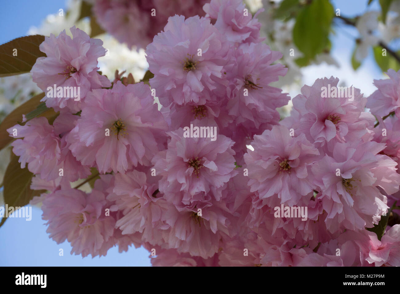 Cherry blossoms (Prunus serrulata), spring at Neumagen-Dhron, Moselle river, Rhineland-Palatinate, Germany, Europe Stock Photo